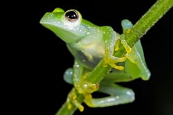 Glass frog 