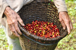 Coffee beans Photo by Amy Steinfeld