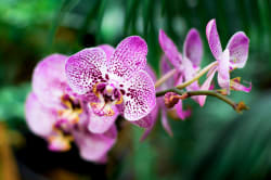 Purple orchid Photo by Yeimy Olivier on Unsplash