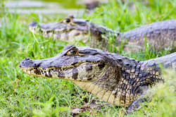 Caimans Photo by Tom Wheatley on Unsplash