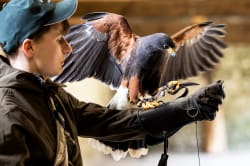 Falconry session