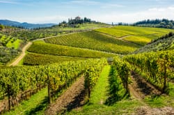 Vineyard, Chianti 