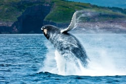 Humpback whale breaching © Barrett & MacKay Photo