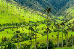 Wax palm trees, Cocora Valley 