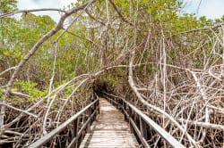 Mangrove, Concha de Perla 