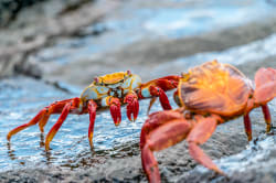 Sally lightfoot crab Photo by Rod Long on Unsplash