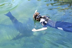 Snorkeling with sea lion 