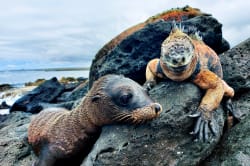 Las Tintoreras wildlife 