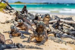 Marine iguanas, Puerto Villamil 