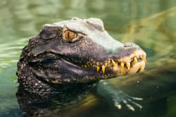 Caiman, Gamitana Creek 