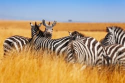 Zebras 