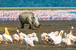 Rhino, Lake Nakuru National Park 