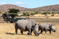 Rhinos, Greater Mabula Game Reserve 