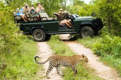 Witnessing a leopard on Safari 