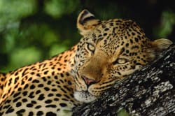 Leopard South African Tourism