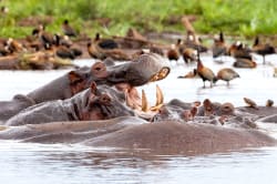 Hippos, Lake Manyara National Park, Tanzania 