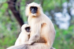 Gray langur, Ranthambore 