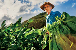 Farmer harvesting tobacco, Viñales Valley 