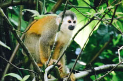 Squirrel monkey, Manuel Antonio National Park 