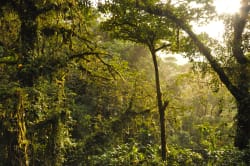 Santa Elena Cloud Forest Reserve Photo by Amy Steinfeld