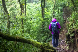 Hiker, Monteverde Cloud Forest 