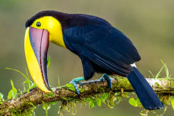 Yellow-throated toucan Photo by Zdeněk Macháček on Unsplash