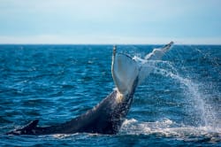 Humpback whale, Bay of Fundy 