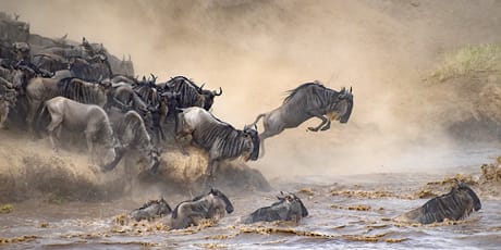 Wildebeest migration