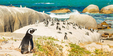 African penguins, Boulders Beach