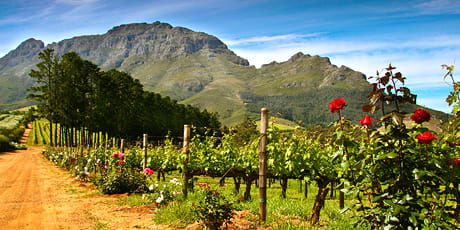 Cape winelands
