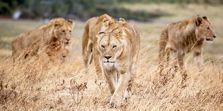 Lions, Serengeti National Park Photo by Jeff Lemond on Unsplash