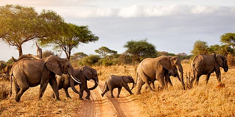 Elephant herd, Tarangire National Park