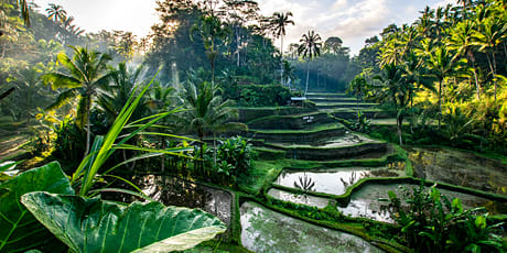 Rice terraces, Ubud