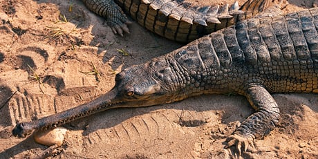 Gharial