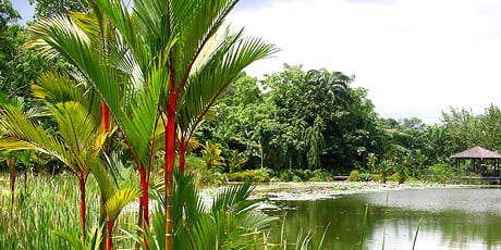 Symphony Lake, Singapore Botanical Gardens