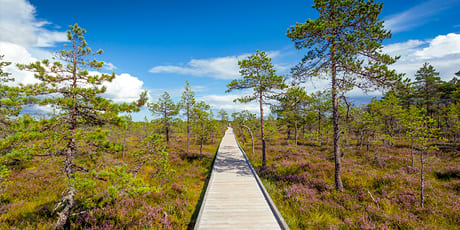 Boardwalk in Laheema National Park