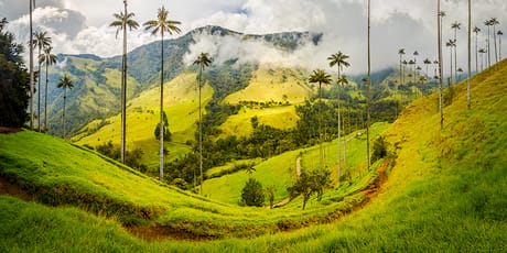 Wax palms, Cocora Valley