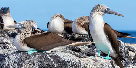 Blue-footed boobies