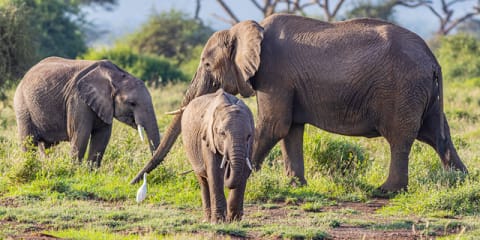 Treasures of Tanzania & Kenya