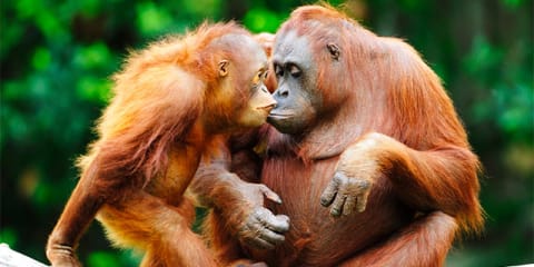 Borneo Adventure
