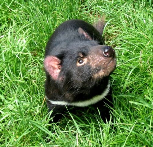 Tasmanian Devil