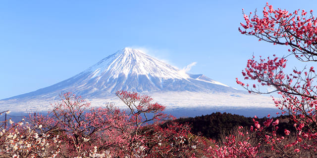 Tokyo] Mt. Fuji Flower Festival & Ropeway & Fruit Picking Tour from Tokyo -  LIVE JAPAN