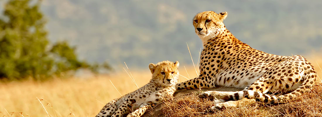 Safari: Moment by Moment