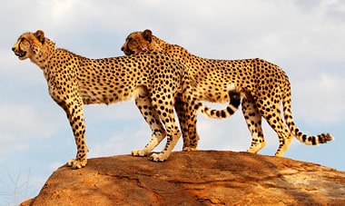 Best of South Africa