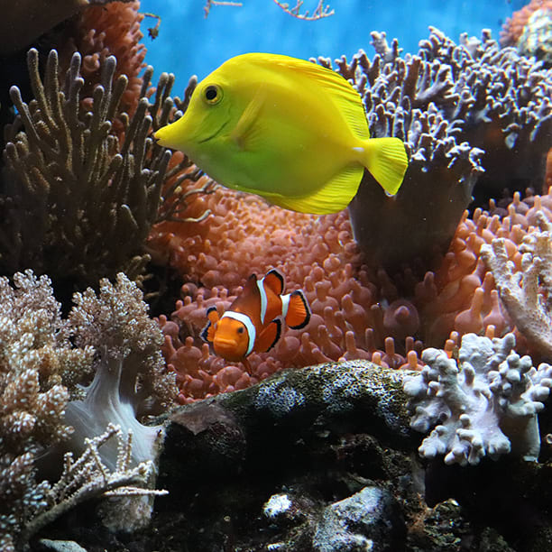 Southeast Asia carbon neutral program