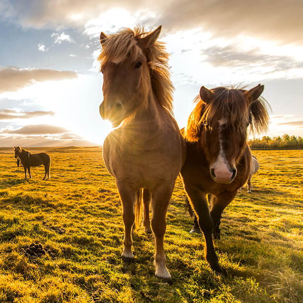 Horses