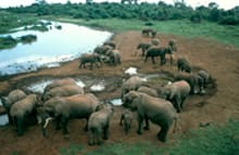 Elephants at the Ark