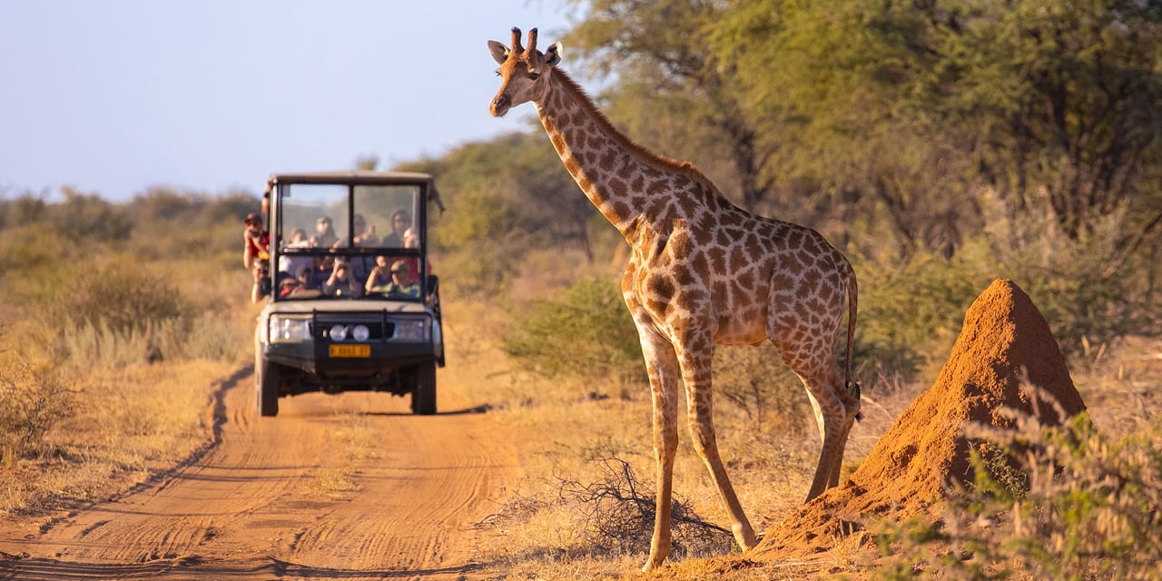 Safari