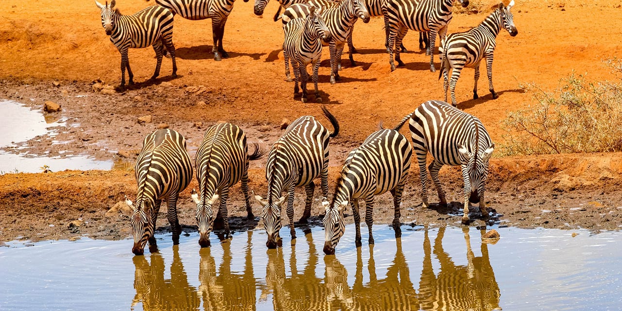 Zebras, Kenya