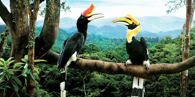 Exotic Borneo & Bangkok